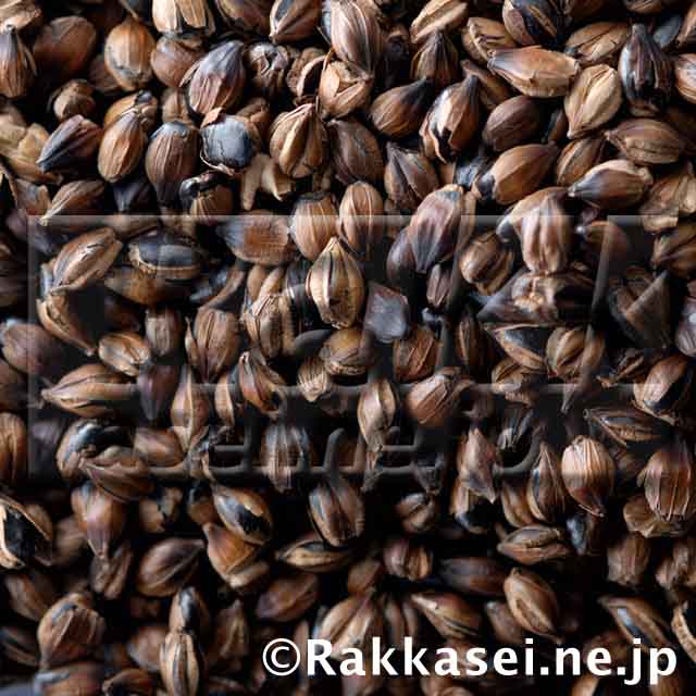 麦茶
